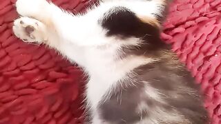 Kitten
