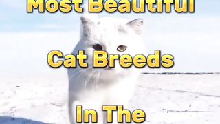 Most Beautiful Cat Breeds In The World
