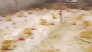 Started chicken