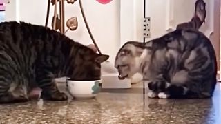 Respect Cat __ ♥️???? __ Humanity ????