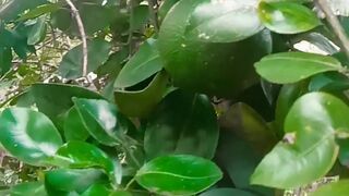 Most beautiful Green Orange tree in village ????