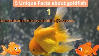 5 Unique Facts about goldfish