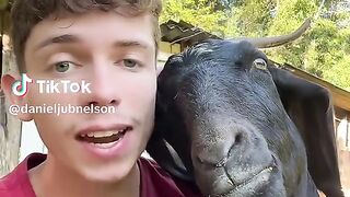 Goat and boy love # funny