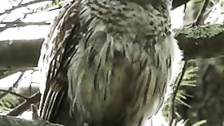 Barred Owl - Amazing! #trend