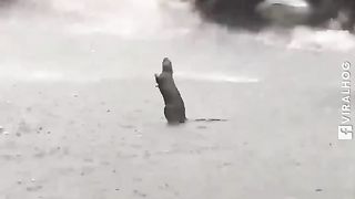 Rat Rejoices In The Pouring Rain