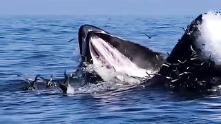 व्हेल मछली इस तरह से अपना शिकार करती है । Whale humpback
