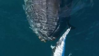 I+love+watching+dolphins+and+whales+play+together+