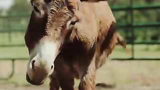 Do You Want to Adopt a Horse- #Shorts