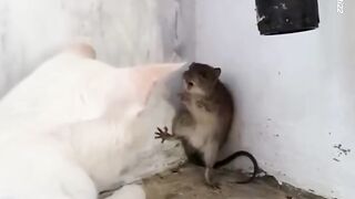 Tom & Jerry in the Real World: A Live Action Makeover