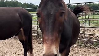 Angry Mule “Who me-” #trendind #pet #animals #rescue