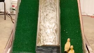 These duckies are loving their new water slide!