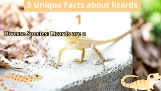 5 Unique Facts about lizards