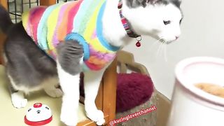kucing cat neko funny