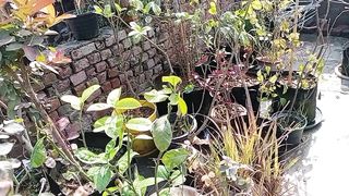 سردیوں کی بارش سے پودوں کی کیسے حفاظت کریں