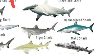 Type of sharks