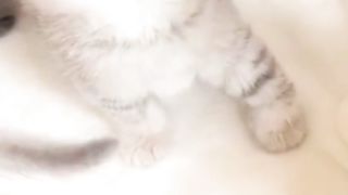 Little cat