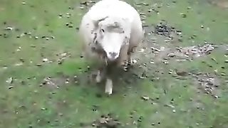 Sheep Playing With Dog!