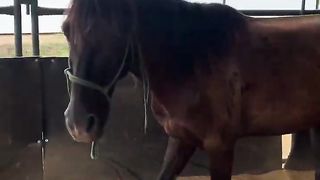 Panda is walking, where should he go #trending #horse #UK #USA #pet