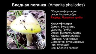 Топ 10 САМЫХ ЯДОВИТЫХ ГРИБОВ В МИРЕ.