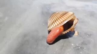 Если бы Это не Сняли на Камеру _ Никто бы не Поверил.