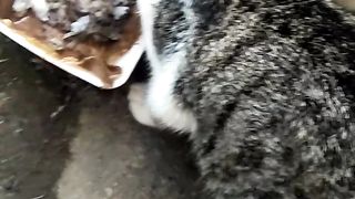 hungry Cats