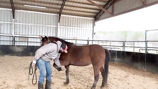 Training Hopi the mustang ! #shorts #horses #horsetraining #mustang