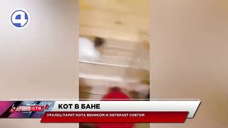 Кот парится веником в бане _ Свердловская область
