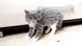 Котёнок Пуговка.