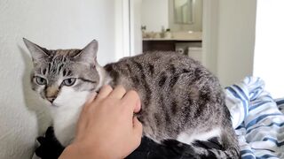 Completely opposite cat personalities