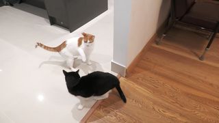 Fastest Cat Slaps