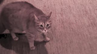 Friend's Cat Meows Aggressively, then Attacks