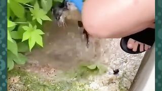 kucing tercebur di air kotor
