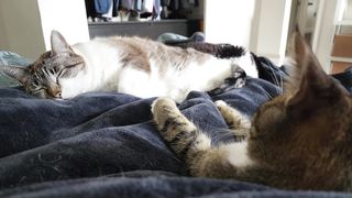 heating pad they sleep on