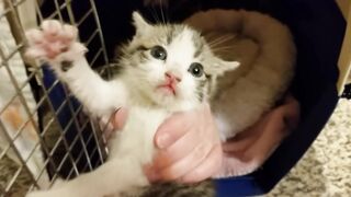 Hissy little 4 week old feral kittens - these ones are extra hissy - rescue. So scary