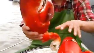 big lobster