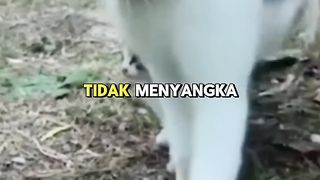 Kisah Induk Kucing Dan Anaknya Ketika Hendak Berpisah