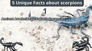 5 Unique Facts about scorpions