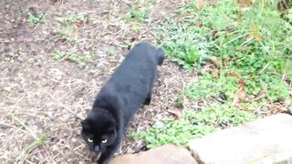 A Very Talkative Friendly Black Cat.