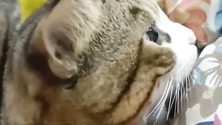 Cute Cat and Chick Baby ???????????? #funnycats