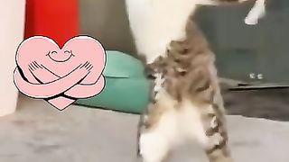 Funny Happy Cat????????????