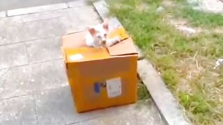 kondisi kucing ini sangat miris