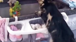 Diluar Nalarrr ⁉️ Kucing-kucing ini Jaga Anak Pemiliknya