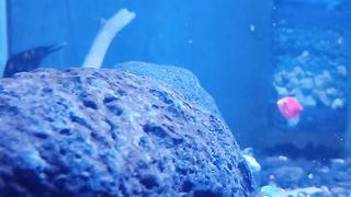 Test Beri bakteri starter tanpa rumah bakteri dan ganti air aquarium #Part1