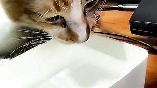 Kenapa  menganggap suci air bekas minum kucing.