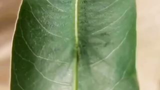 Subhan Allah