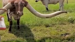 Longhorn cattle