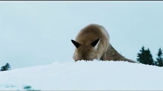 Захватывающая погоня рыси за лисой.