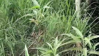 Kucing ini kena marah bos oyen karna gangguin adeknya