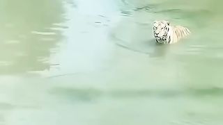 funny videos of Pja