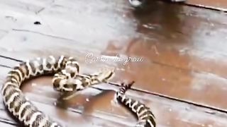 funny videos of Pja